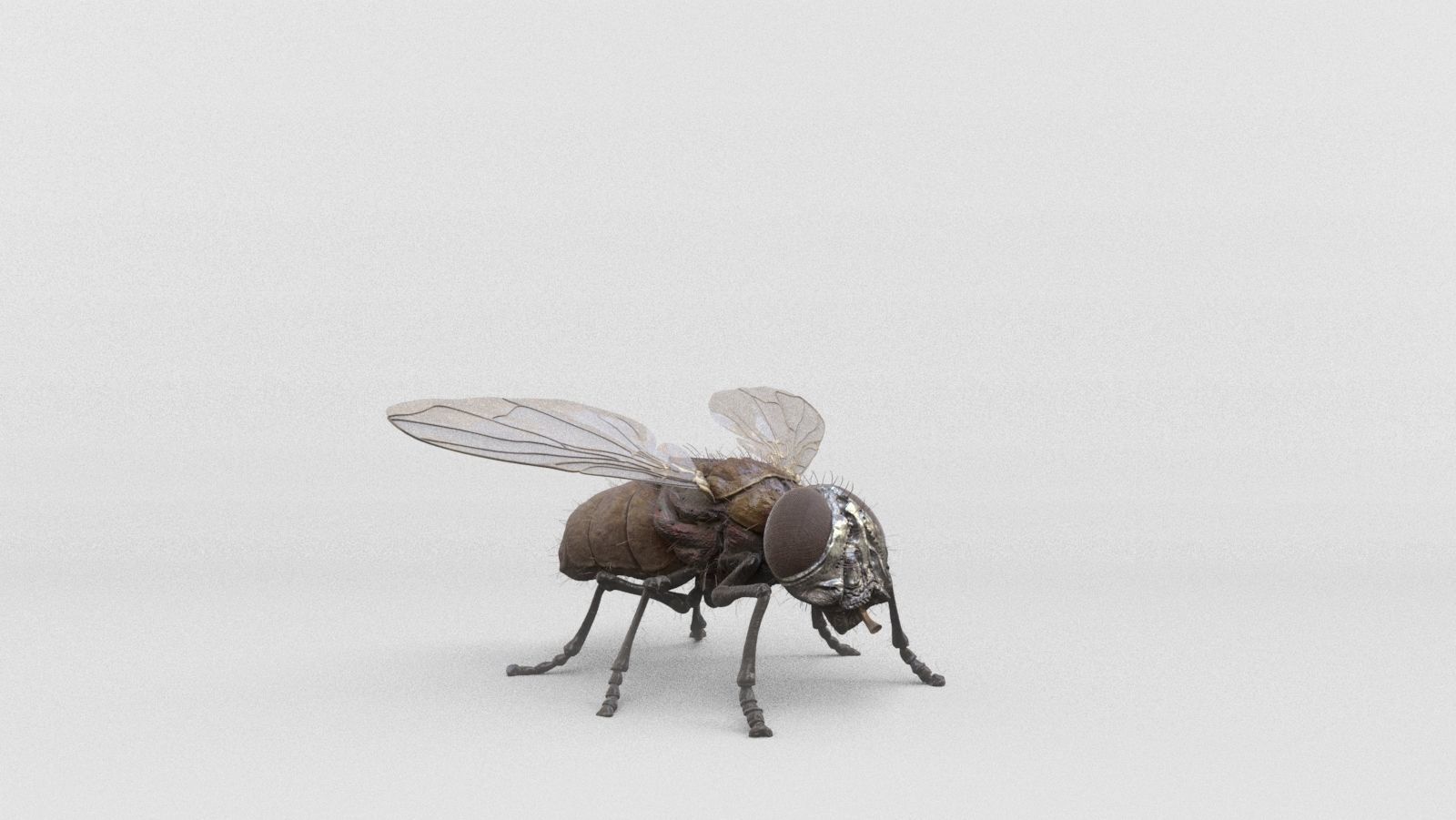 housefly fly 3D model_9