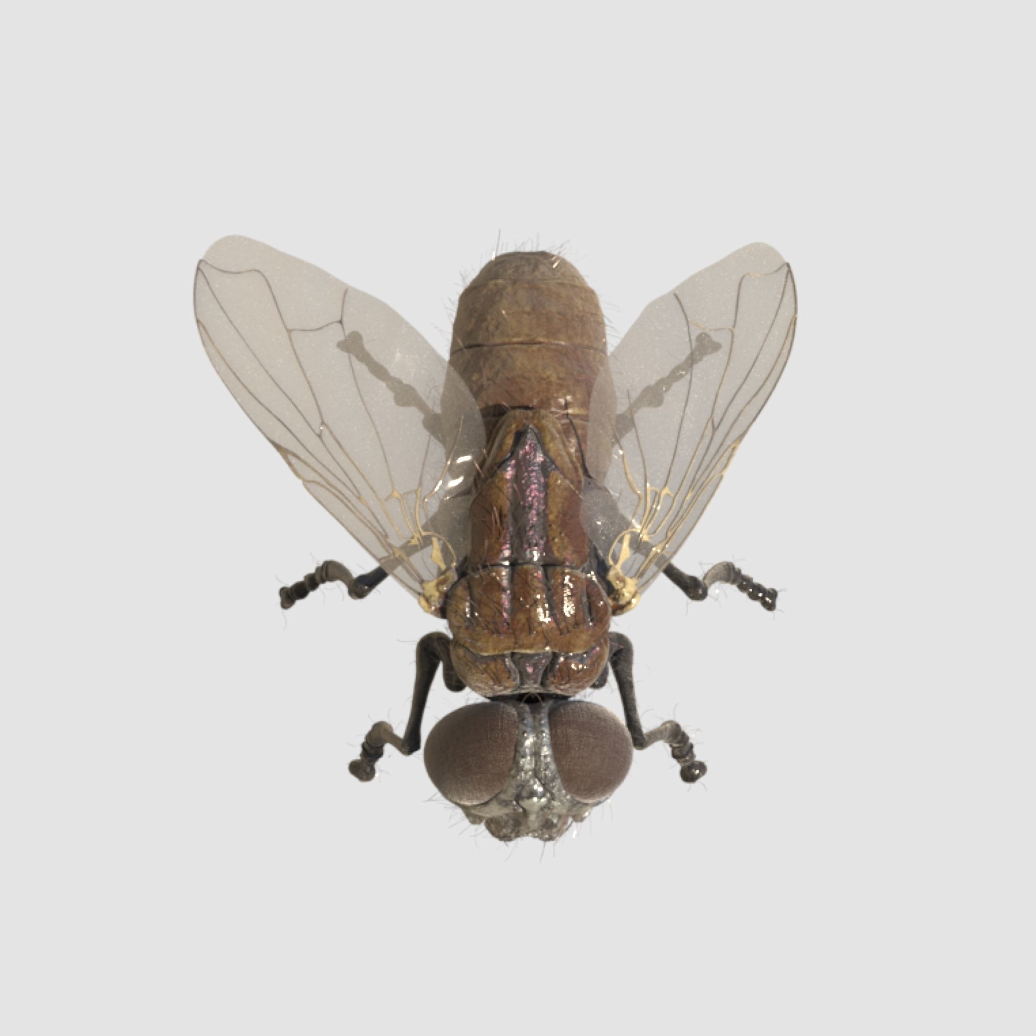 housefly fly 3D model_5