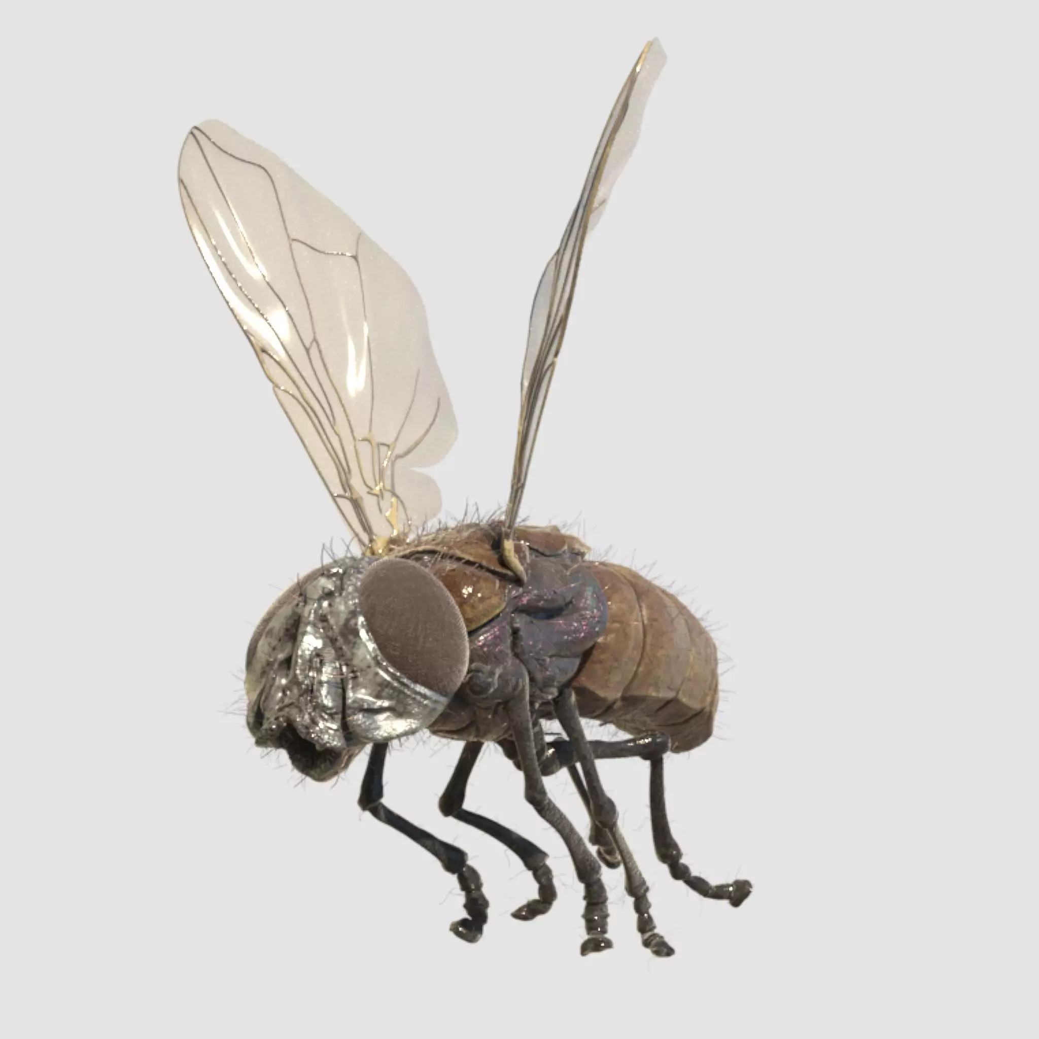 housefly fly 3D model_0