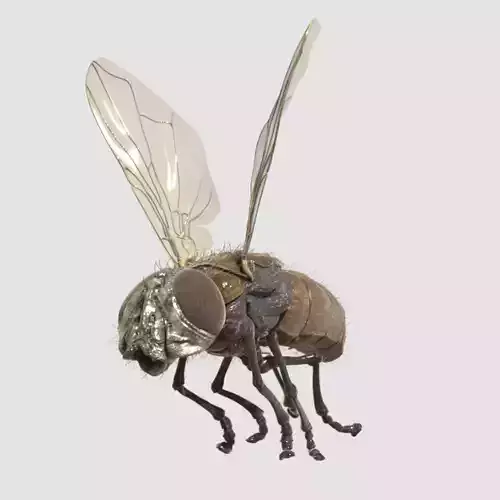 housefly fly 3D model
