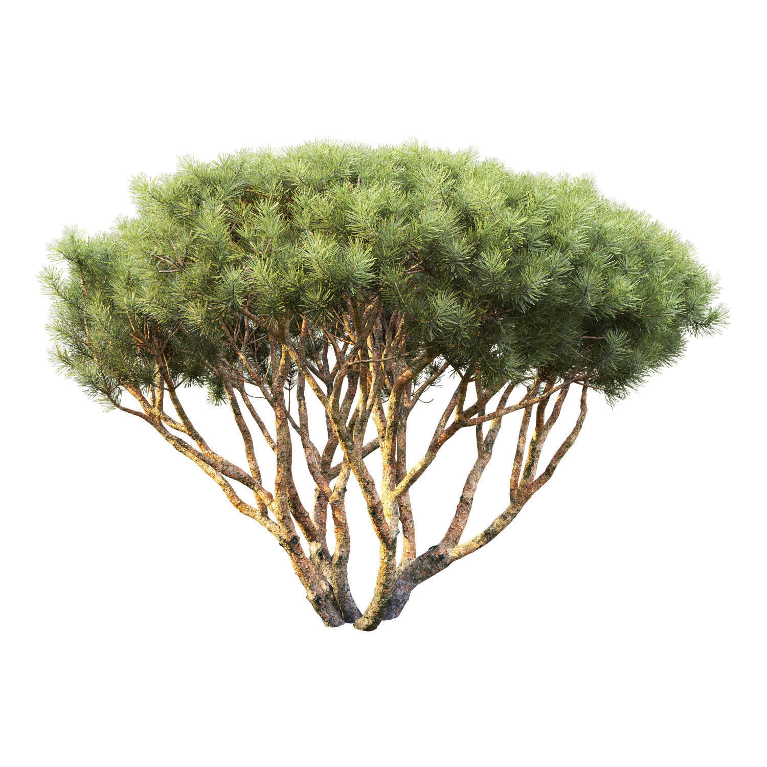 Pinus Mugo 08 H1-2m 3D model_3