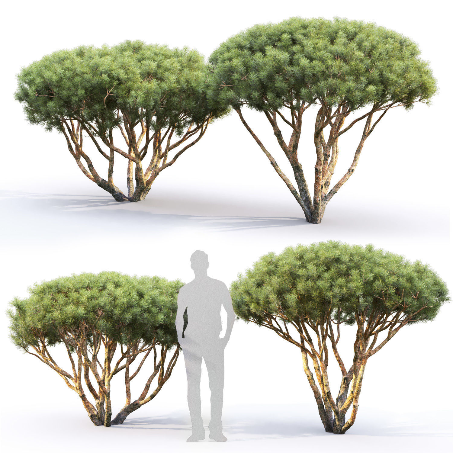 Pinus Mugo 08 H1-2m 3D model_1