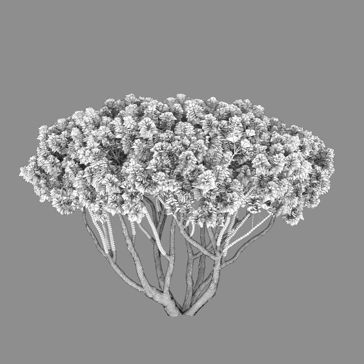 Pinus Mugo 08 H1-2m 3D model_4