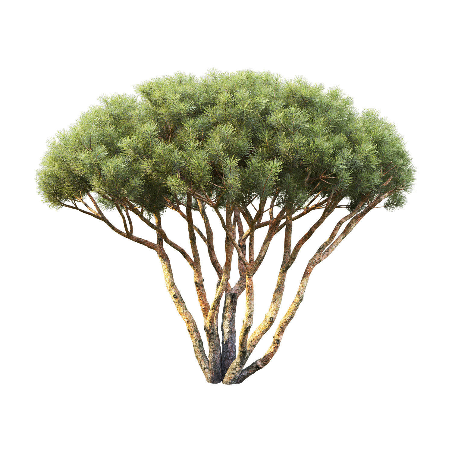 Pinus Mugo 08 H1-2m 3D model_2
