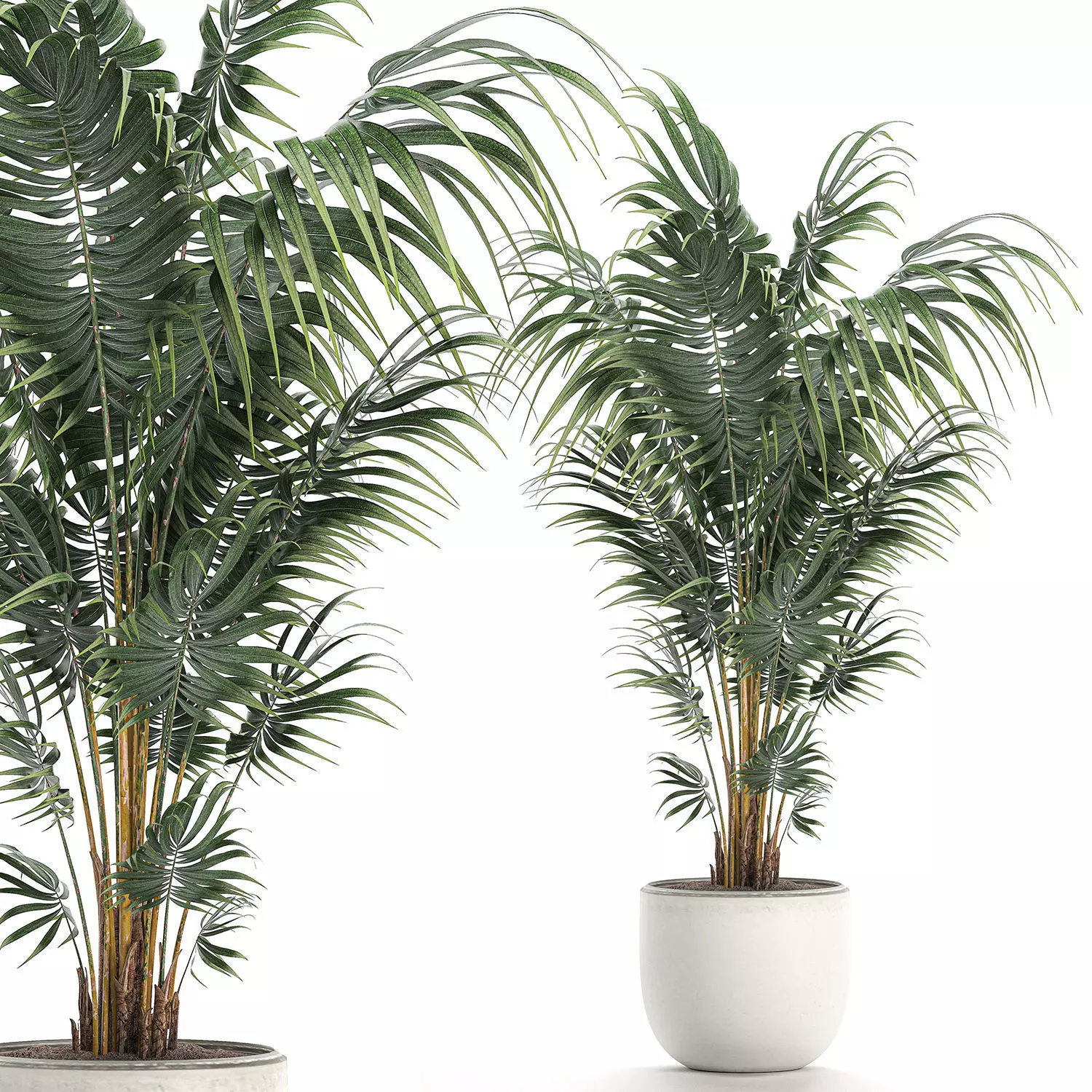 Decorative palm in a white flowerpot 518 3D model_0