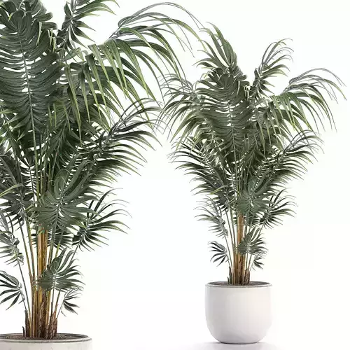Decorative palm in a white flowerpot 518 3D model