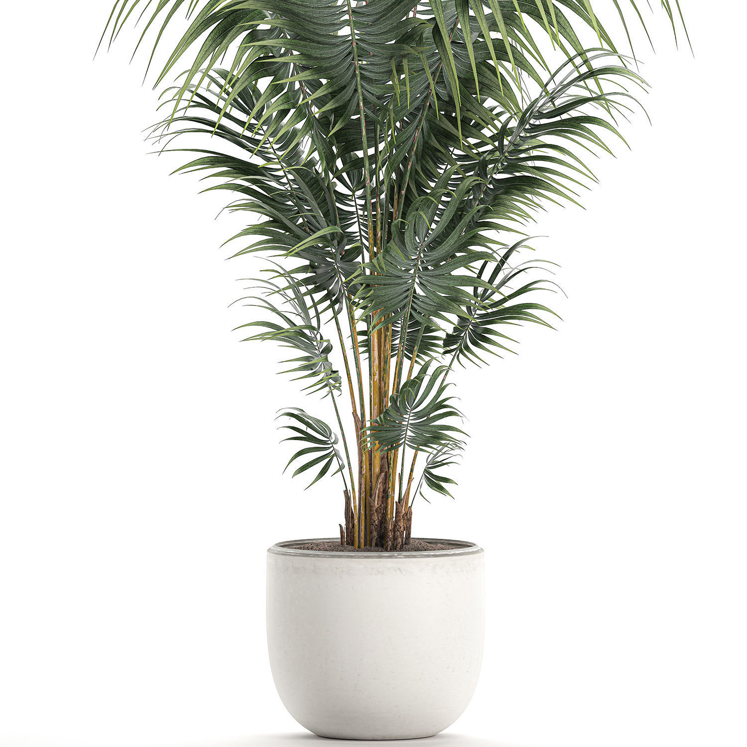 Decorative palm in a white flowerpot 518 3D model_3