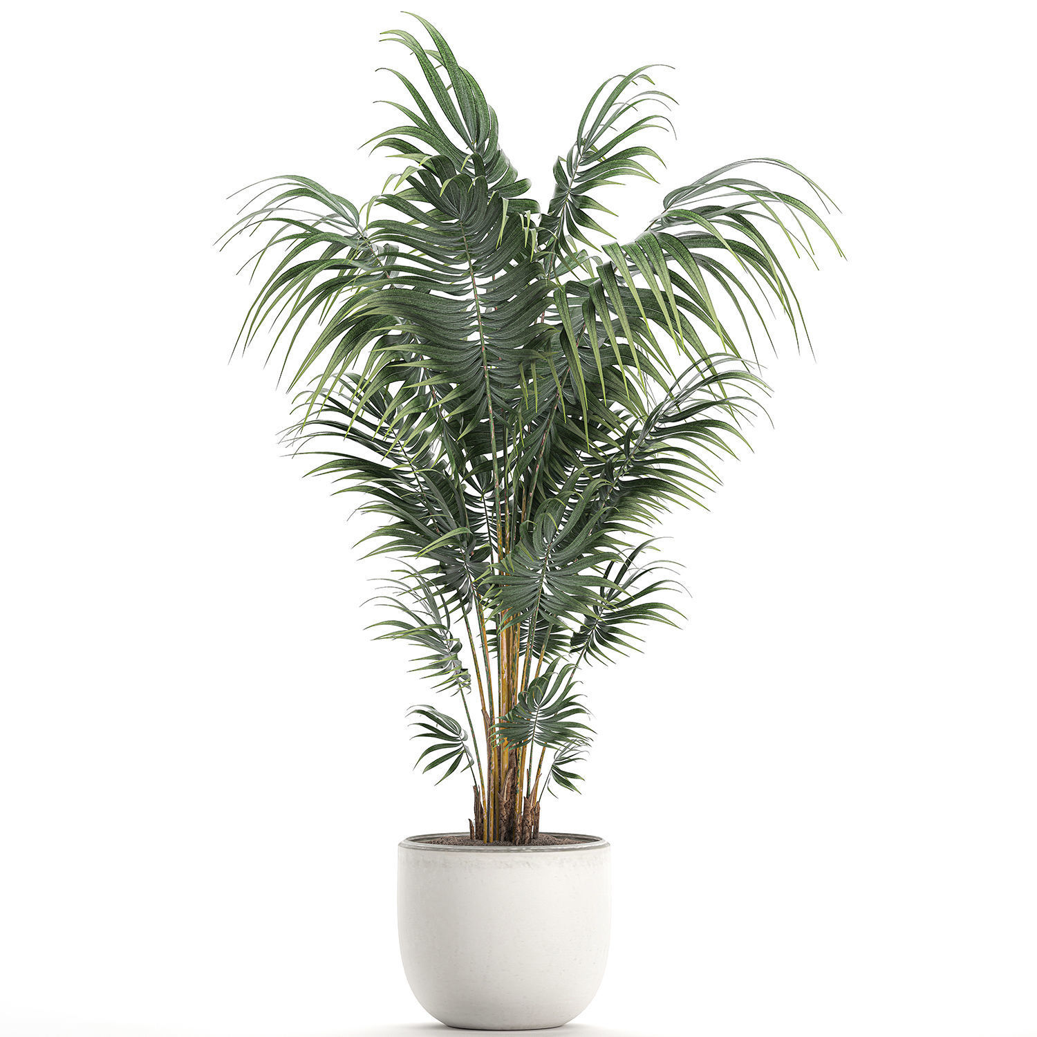 Decorative palm in a white flowerpot 518 3D model_1