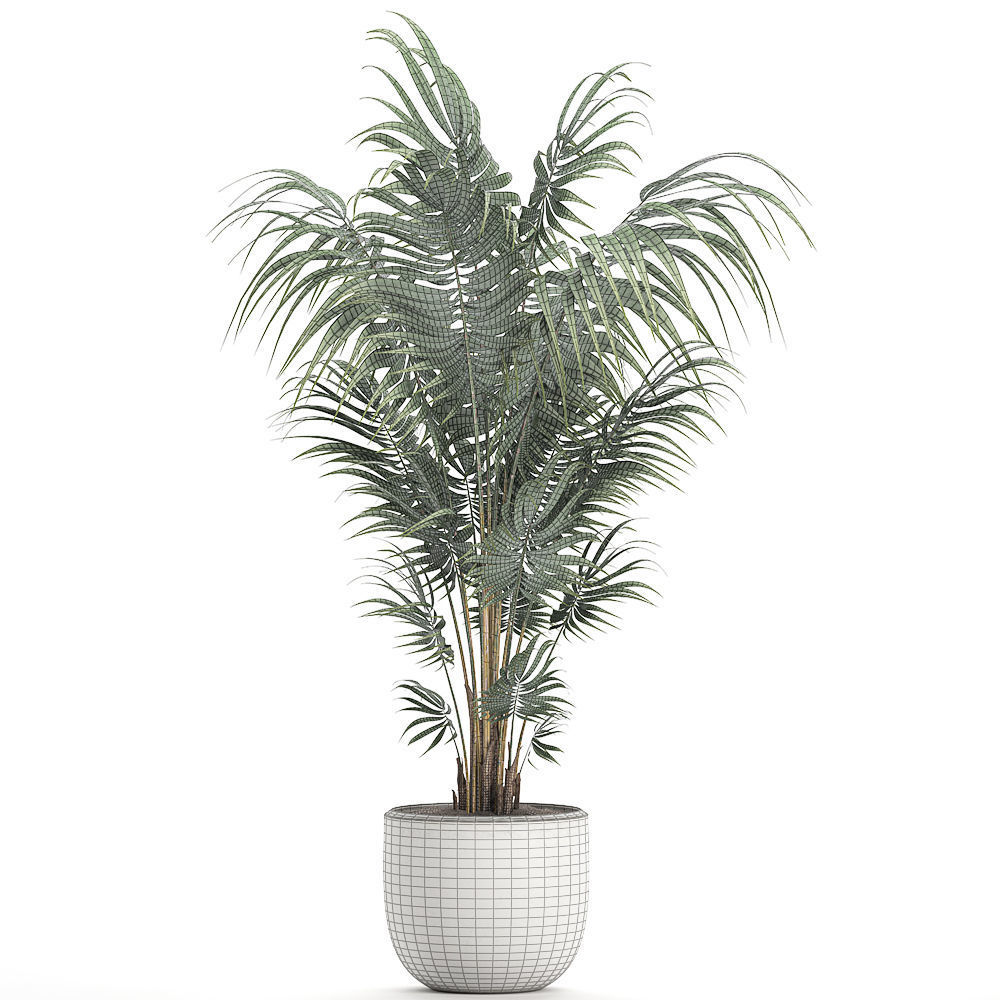 Decorative palm in a white flowerpot 518 3D model_5
