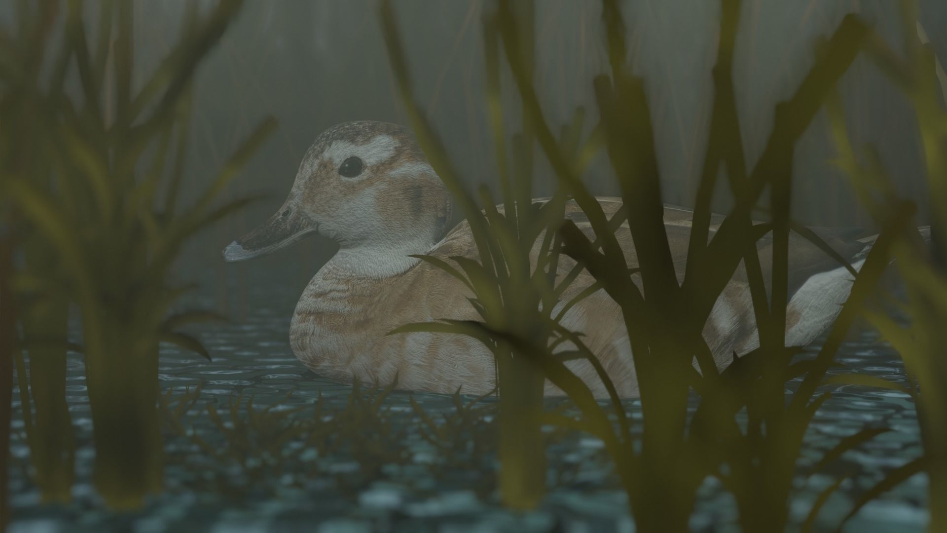 hunting duck Low-poly 3D model_18