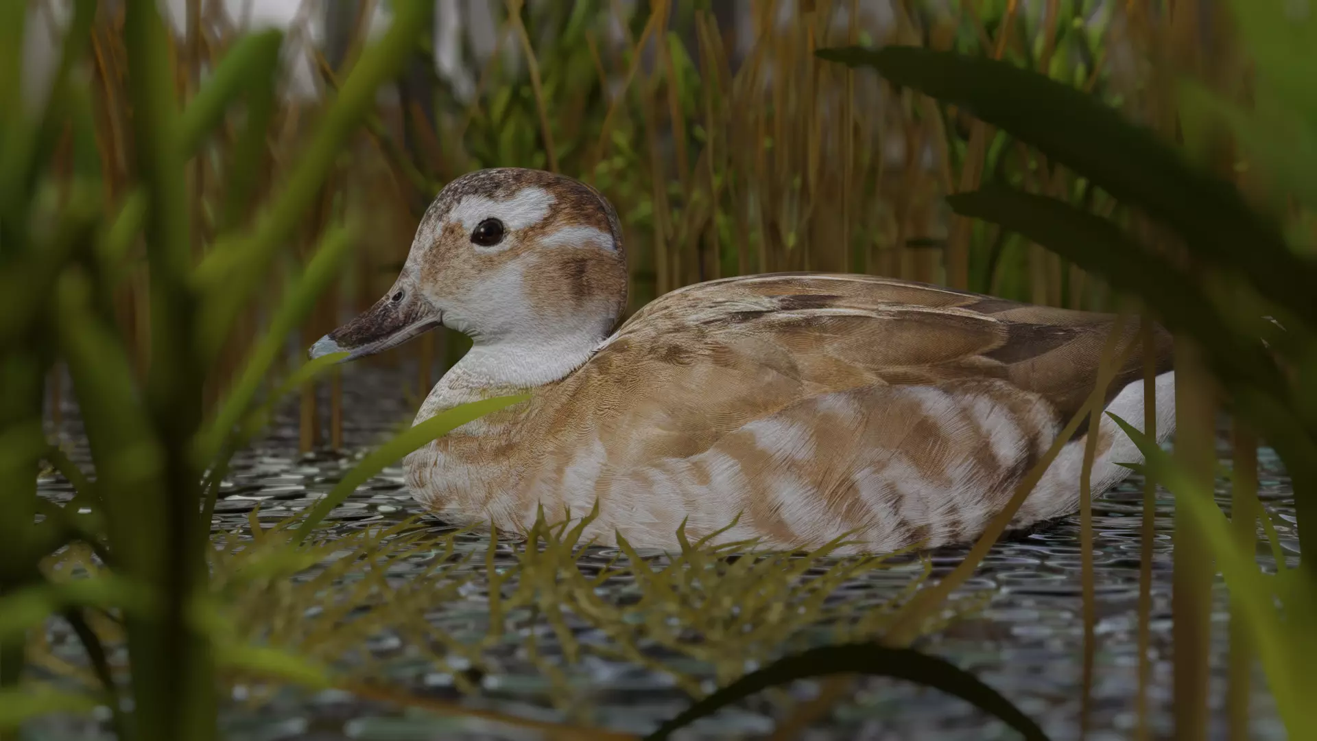 hunting duck Low-poly 3D model_0