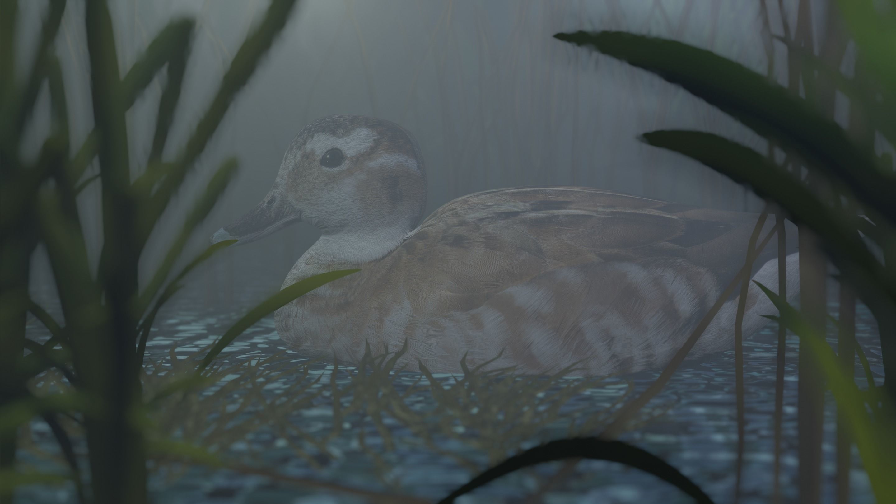 hunting duck Low-poly 3D model_11