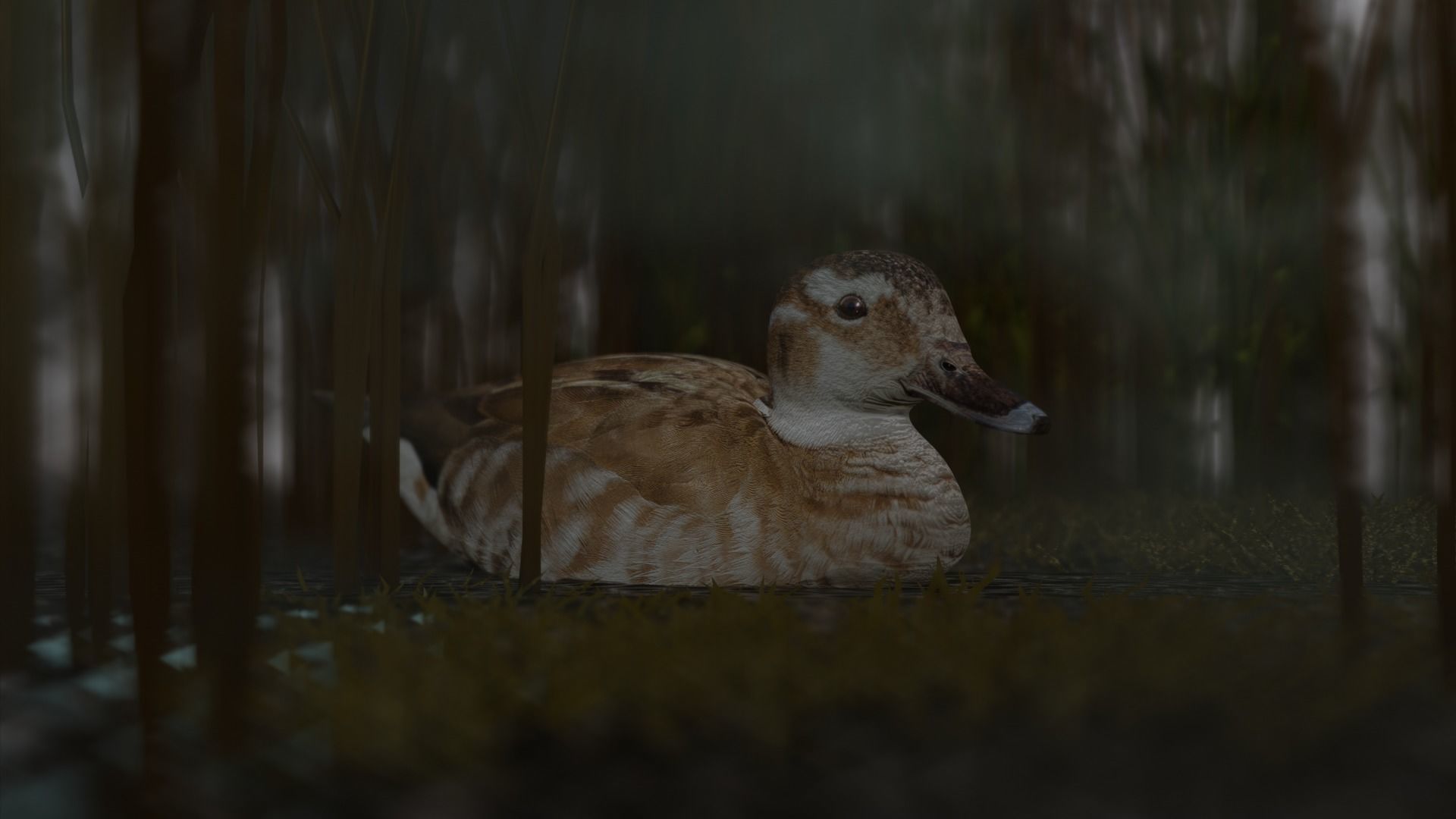 hunting duck Low-poly 3D model_9