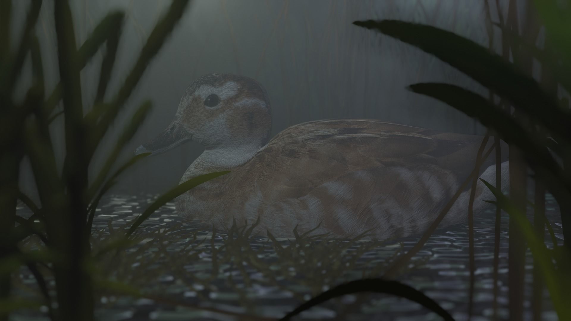 hunting duck Low-poly 3D model_8