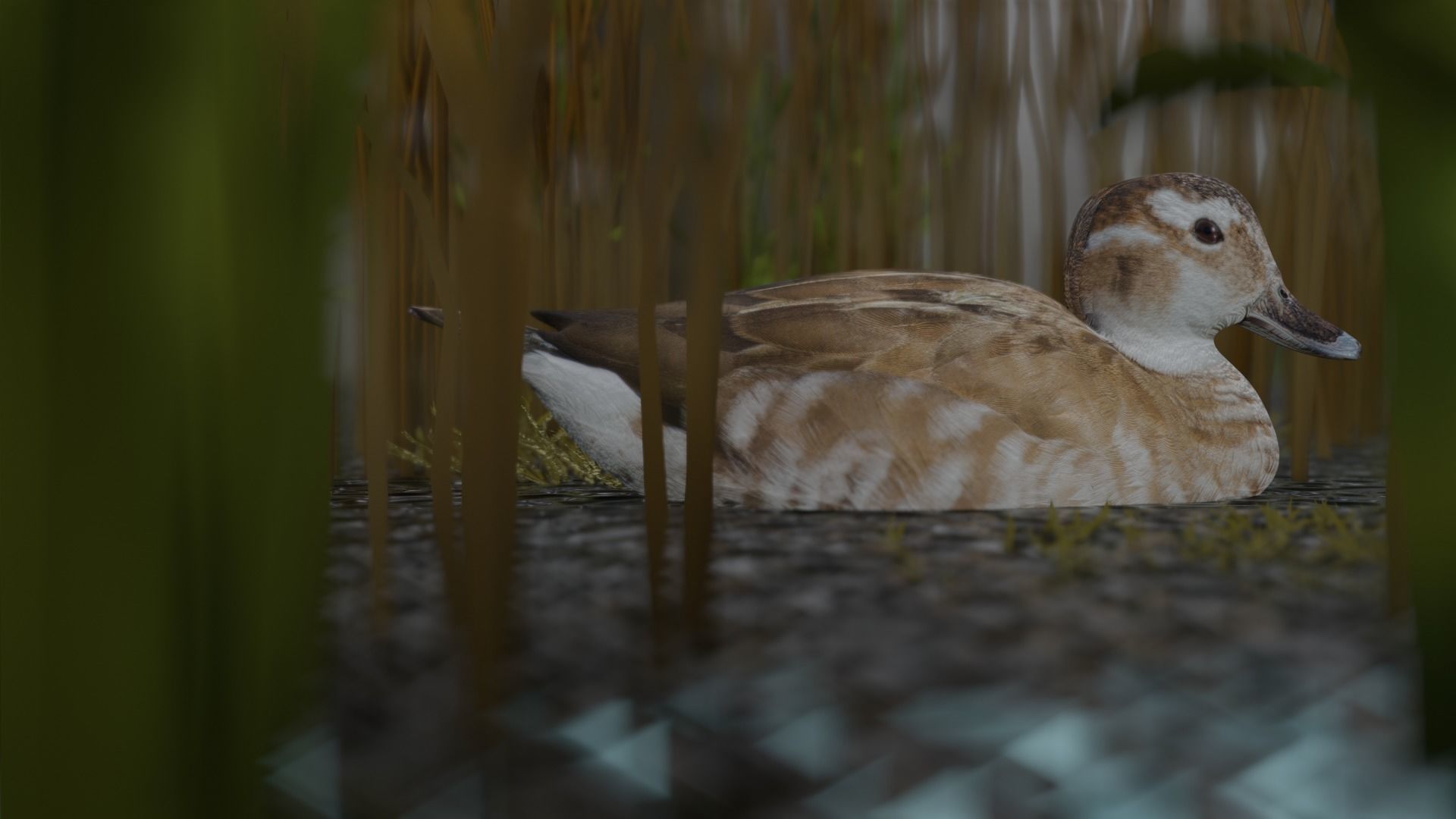 hunting duck Low-poly 3D model_7