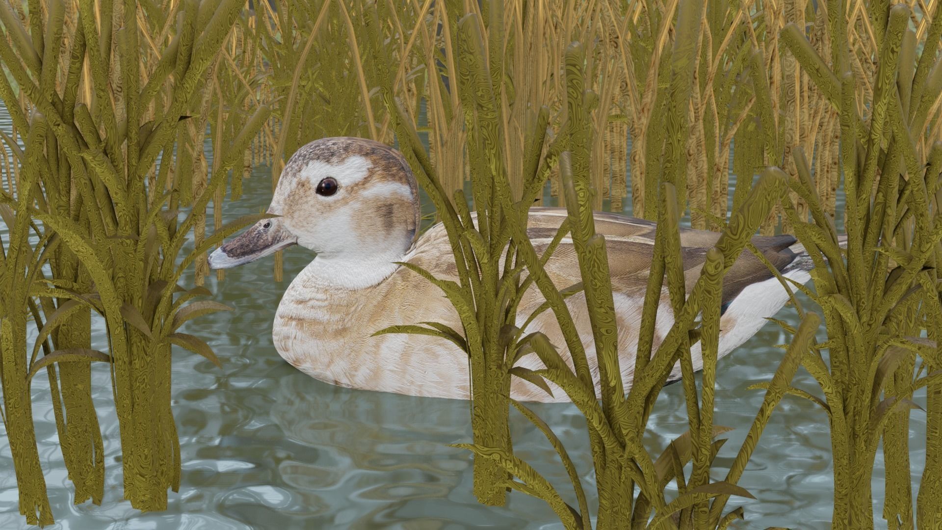 hunting duck Low-poly 3D model_17