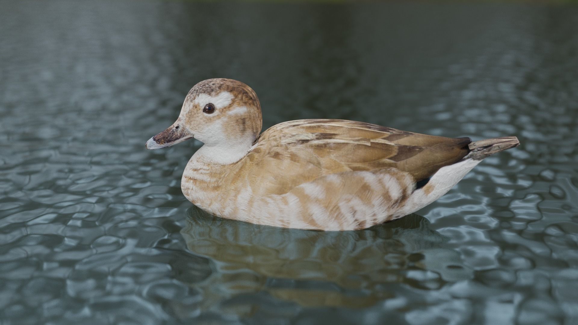 hunting duck Low-poly 3D model_3