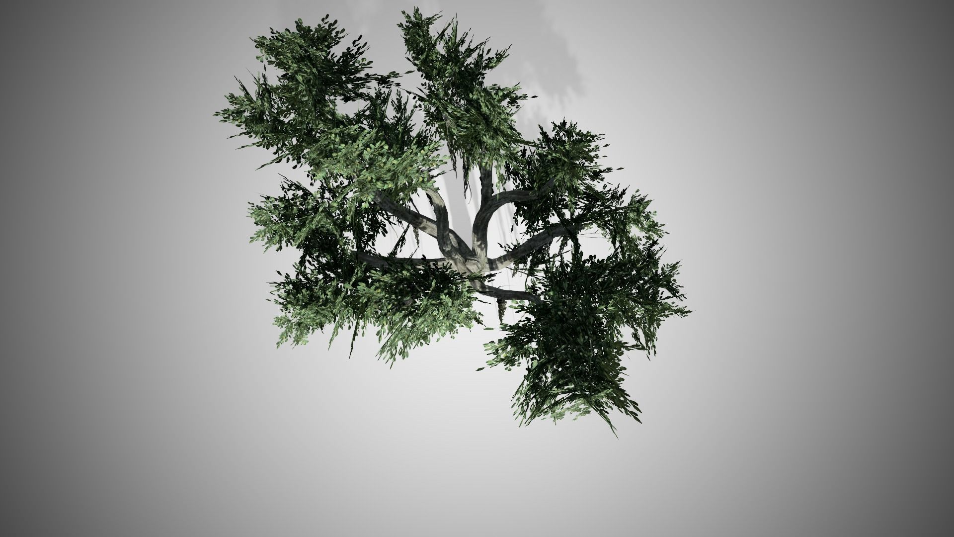 Chinese Banyan Tree Low-poly 3D model_4