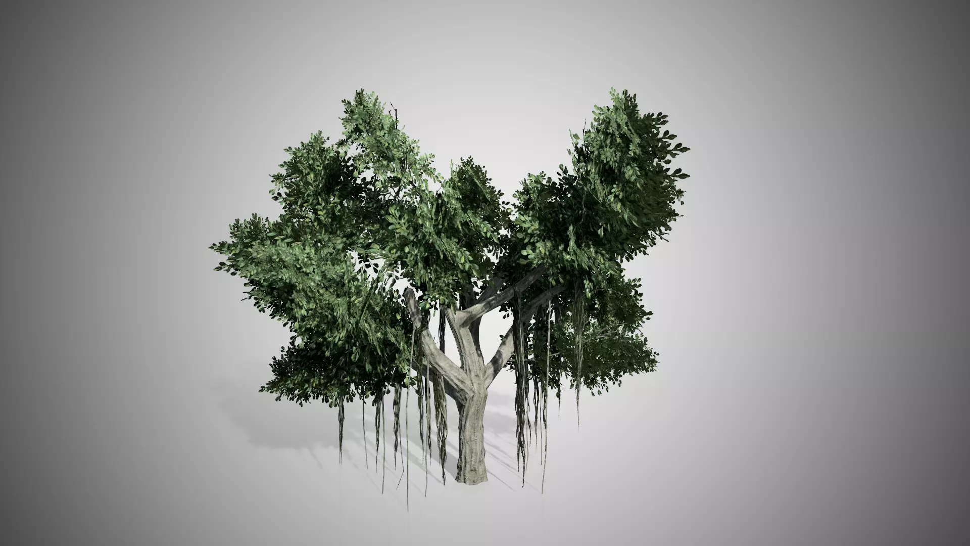 Chinese Banyan Tree Low-poly 3D model_0
