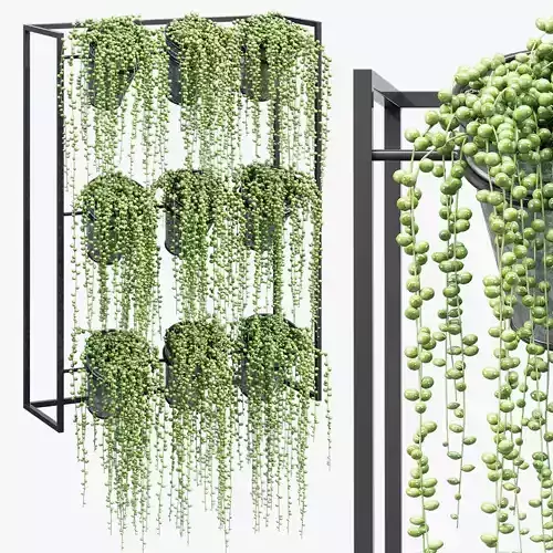 Cardona ivy hanging planter