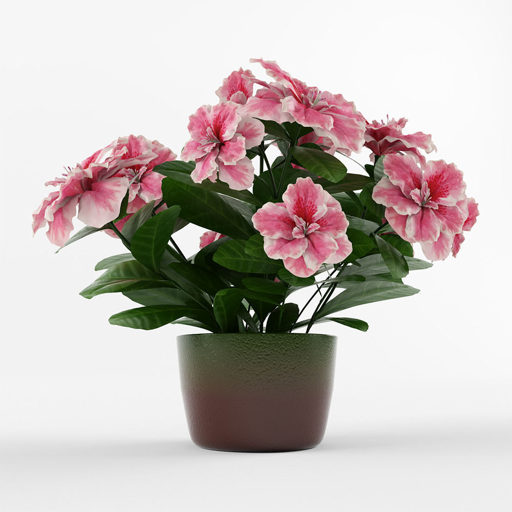 Azalea flowers in pot 3D model_2
