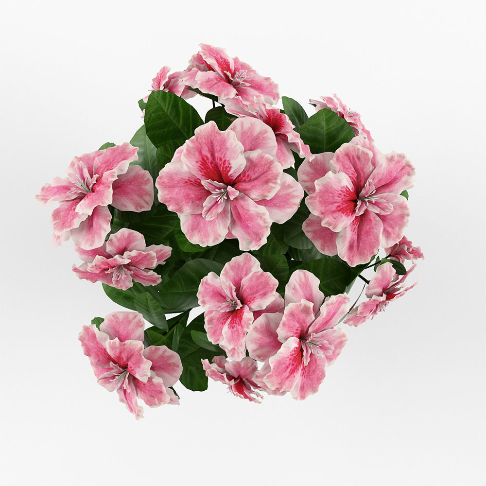 Azalea flowers in pot 3D model_3