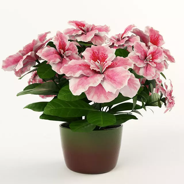 Azalea flowers in pot 3D model_0