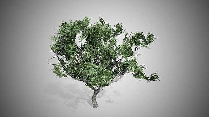 HookThorn Tree Low-poly 3D model
