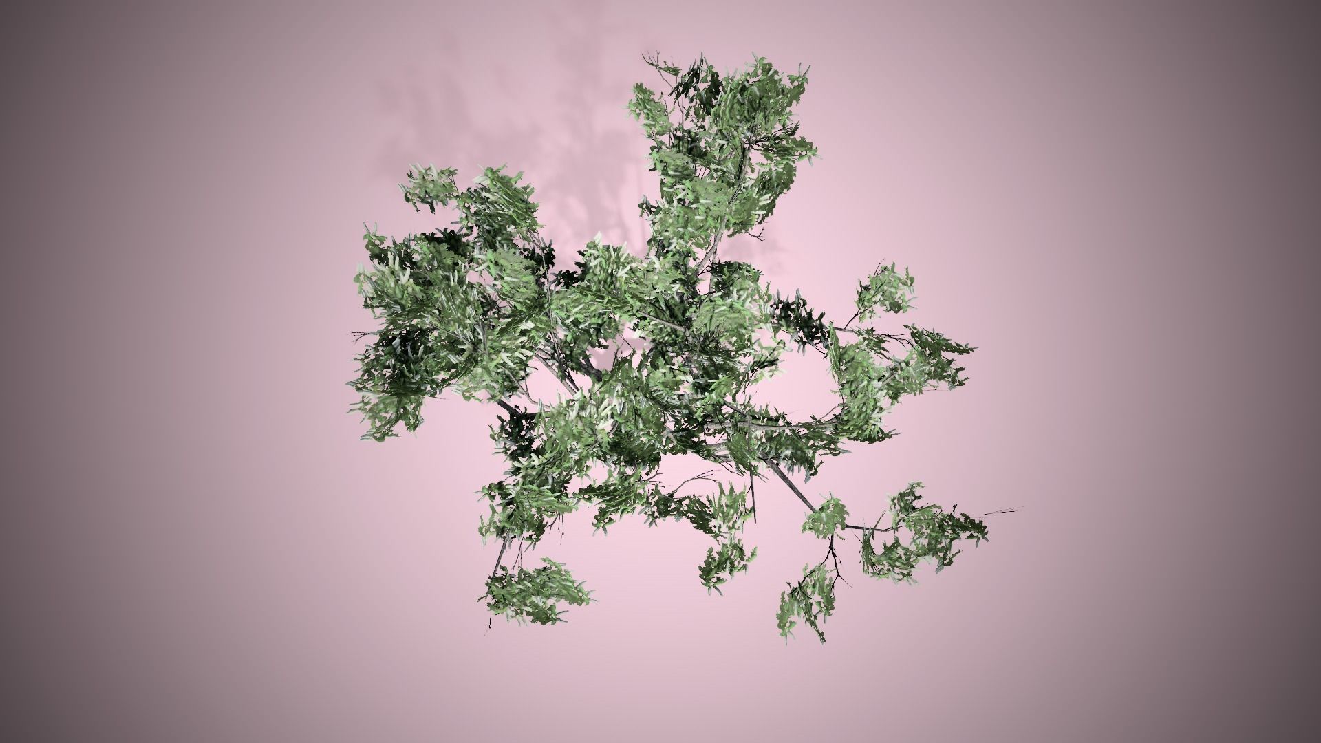 HookThorn Blossoms Flowers Tree Low-poly 3D model_4