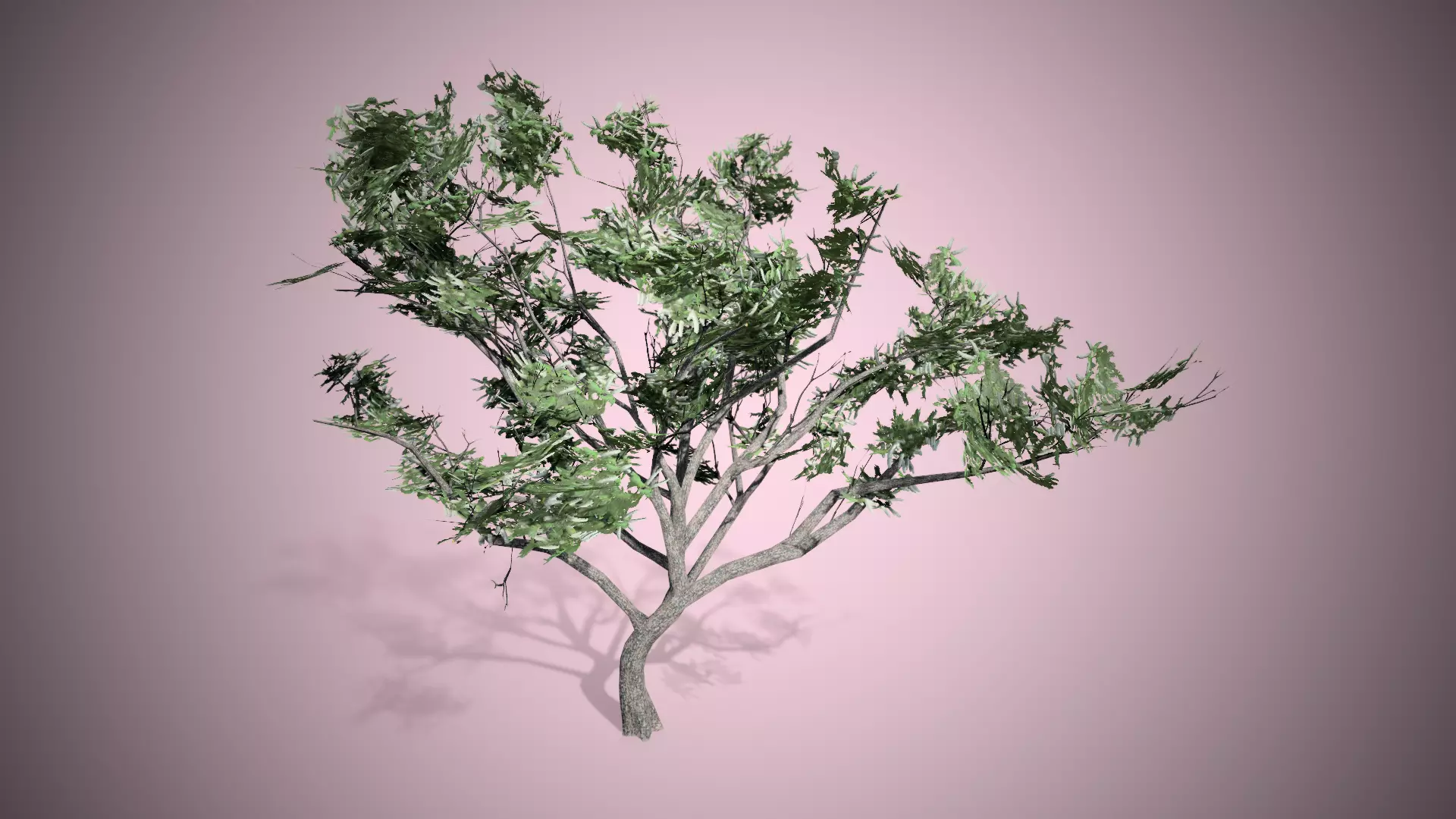 HookThorn Blossoms Flowers Tree Low-poly 3D model_0