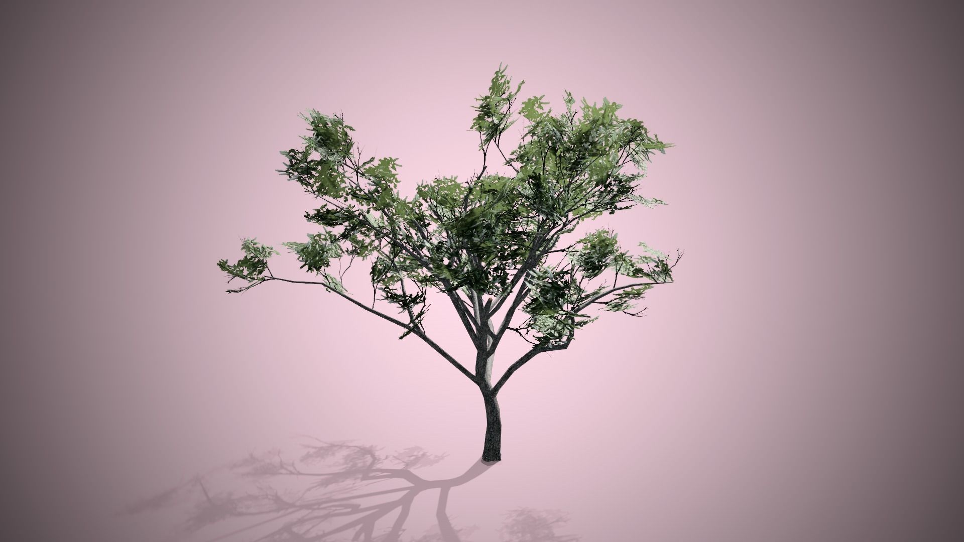 HookThorn Blossoms Flowers Tree Low-poly 3D model_3