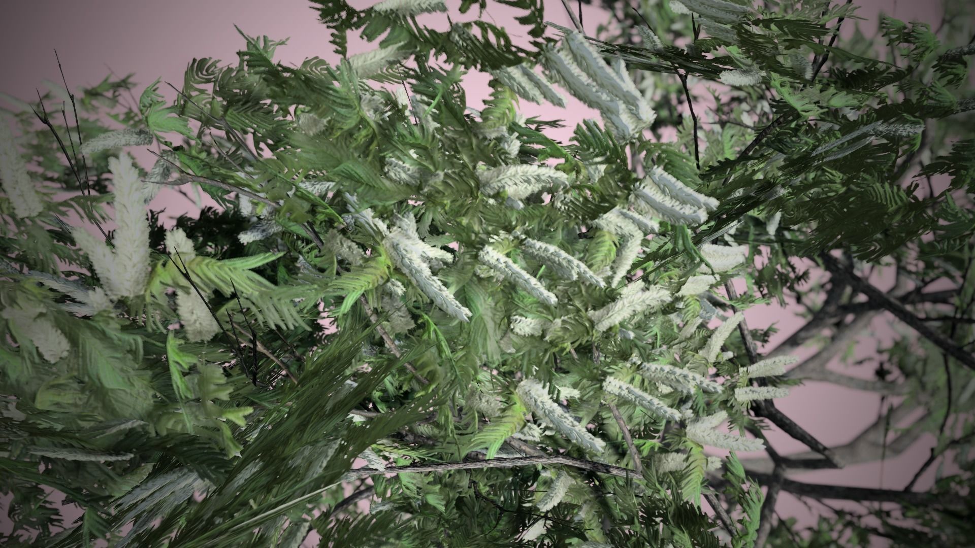 HookThorn Blossoms Flowers Tree Low-poly 3D model_1