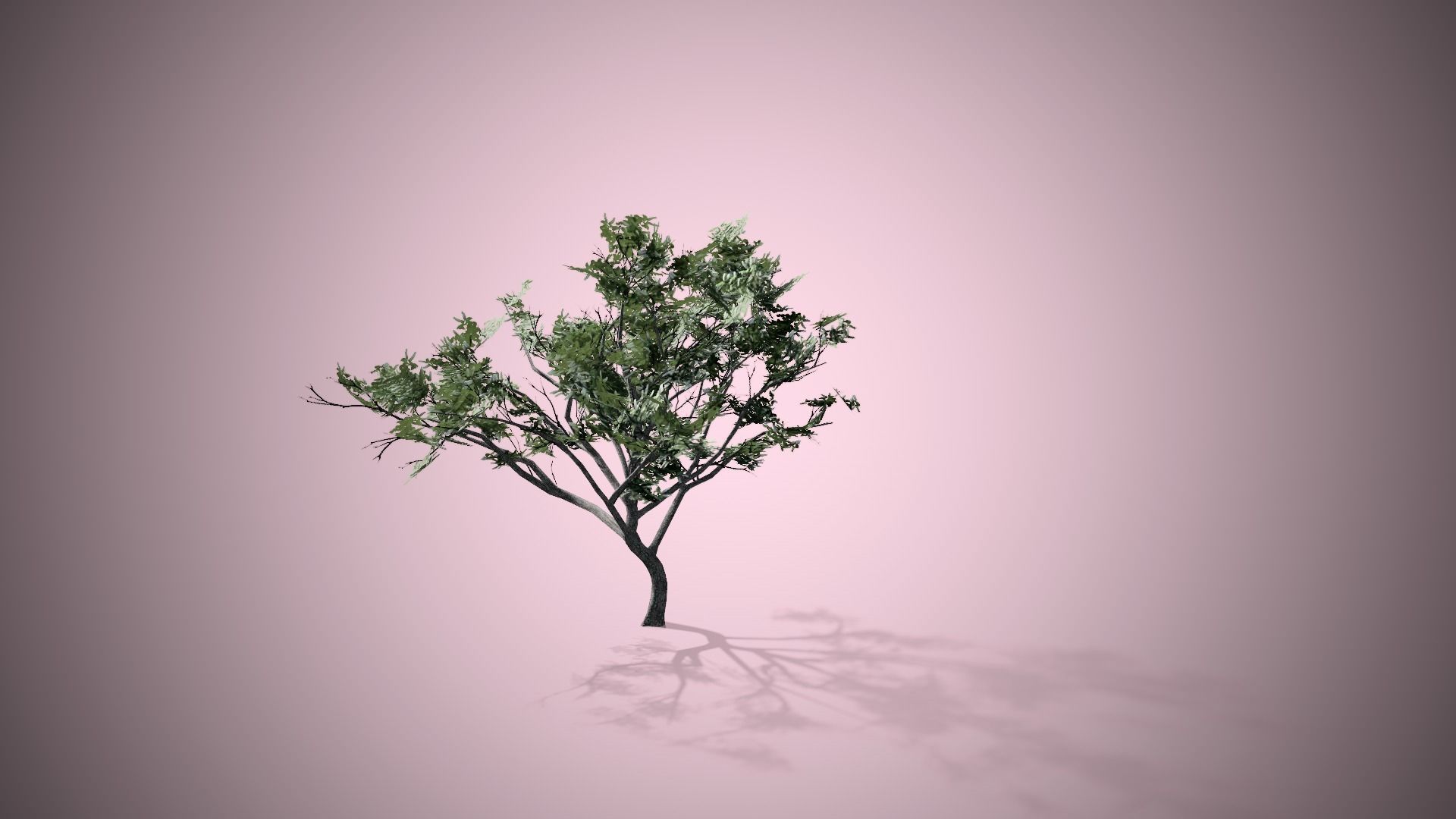 HookThorn Blossoms Flowers Tree Low-poly 3D model_2