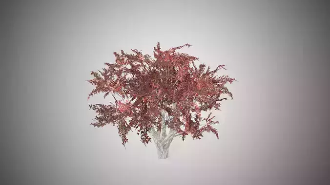 Crape Myrtle Fall Tree