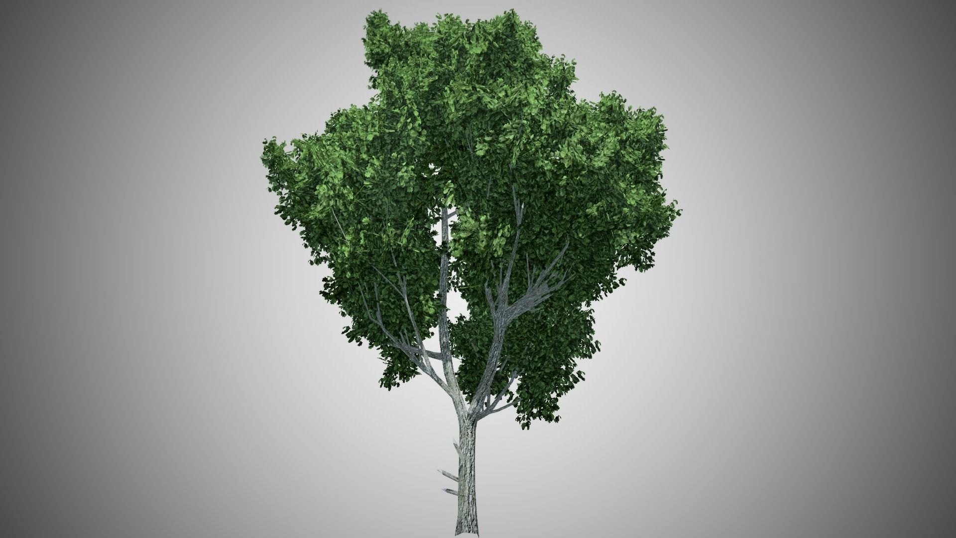 Cypress Oak Tree Low-poly 3D model_3