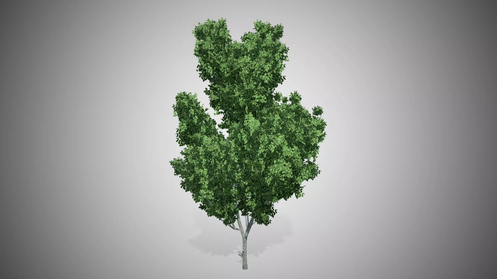 Cypress Oak Tree Low-poly 3D model_0