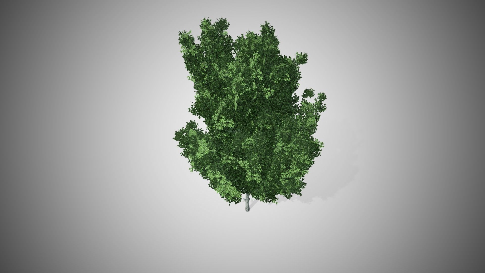 Cypress Oak Tree Low-poly 3D model_2