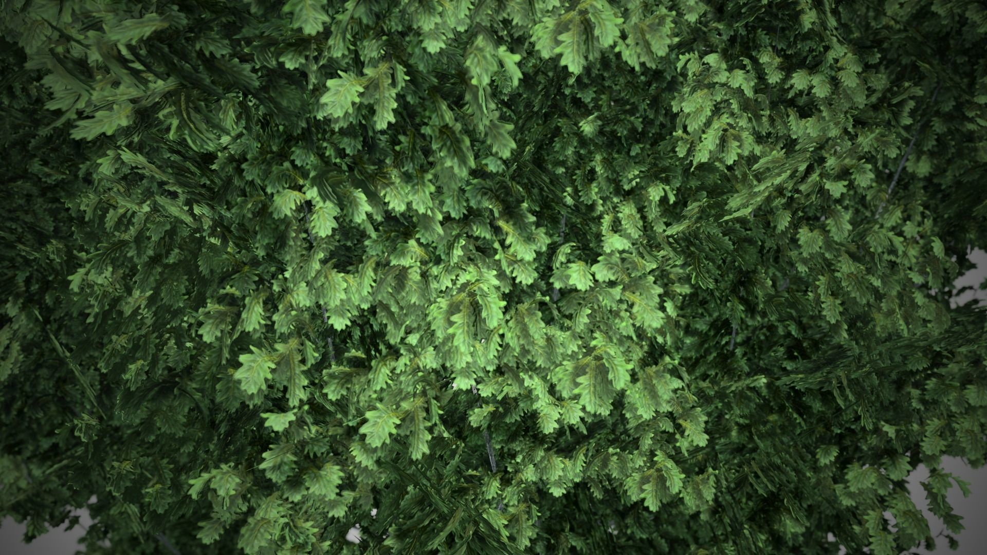 Cypress Oak Tree Low-poly 3D model_4