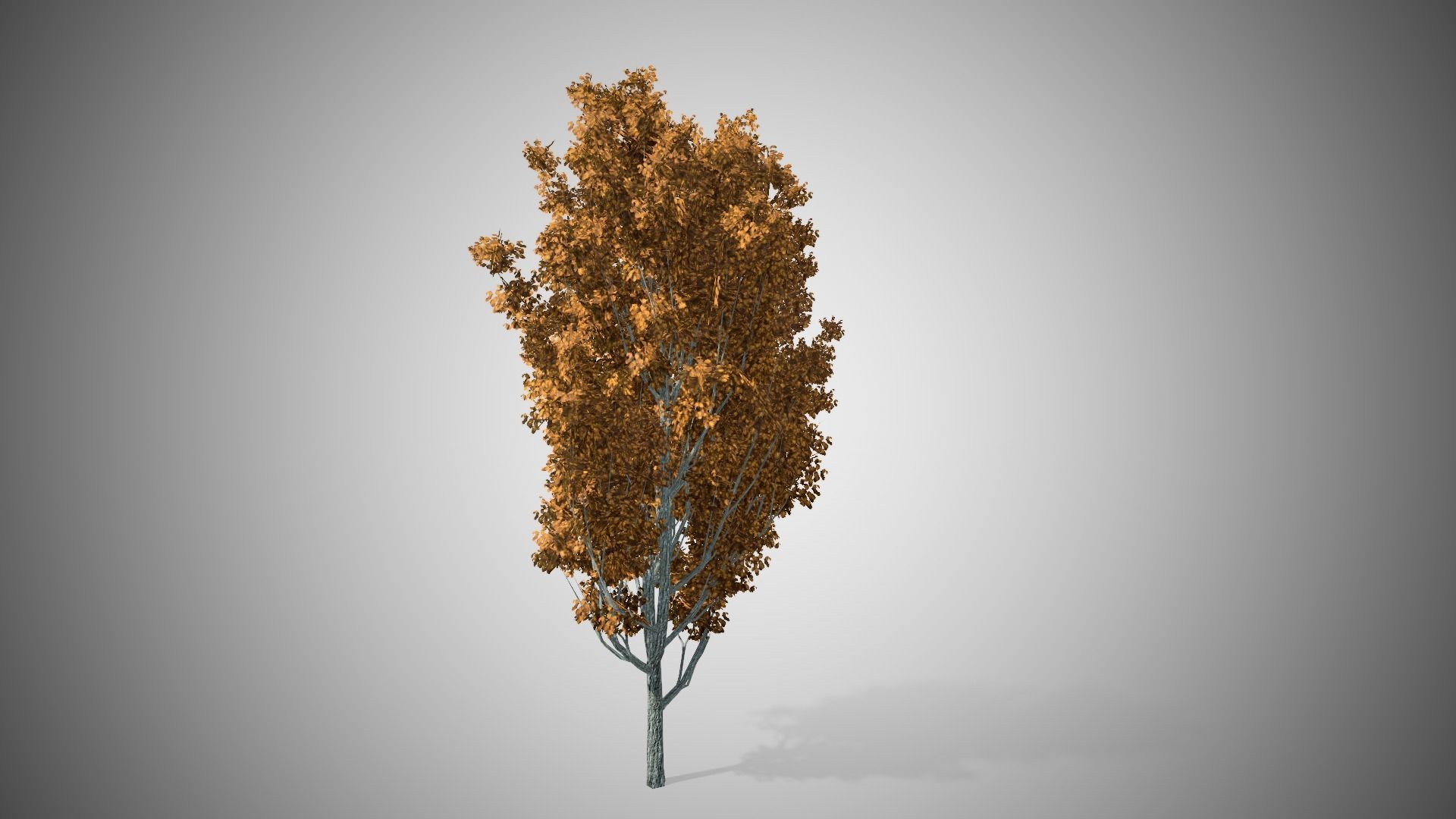 Cypress Oak Fall Tree Low-poly 3D model_2