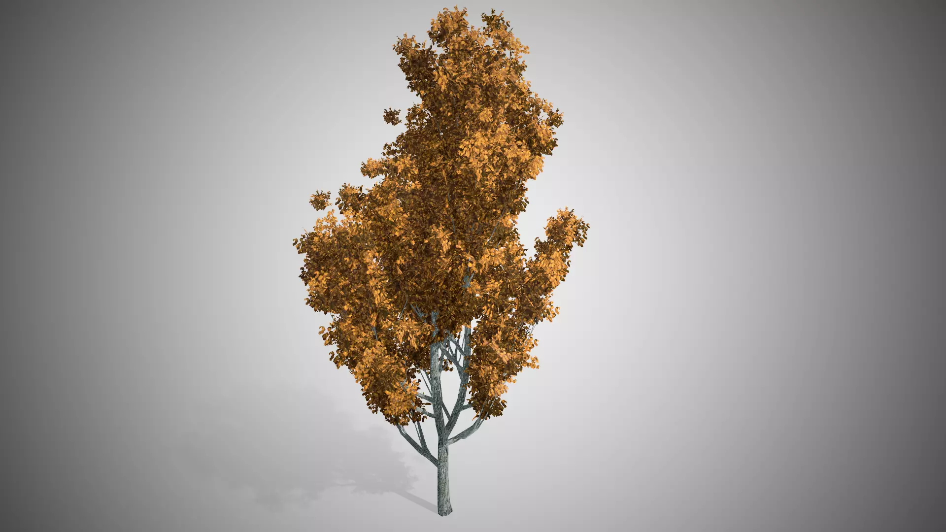Cypress Oak Fall Tree Low-poly 3D model_0