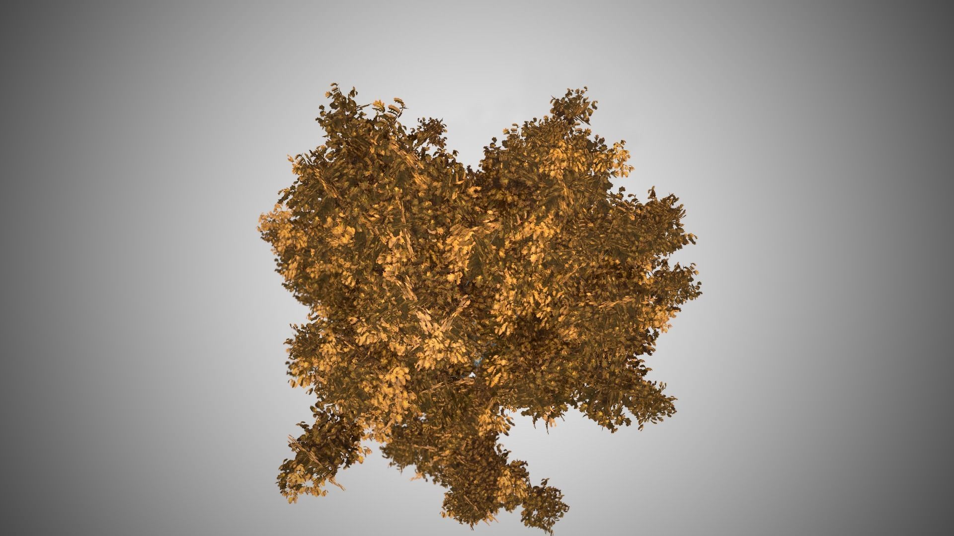 Cypress Oak Fall Tree Low-poly 3D model_3