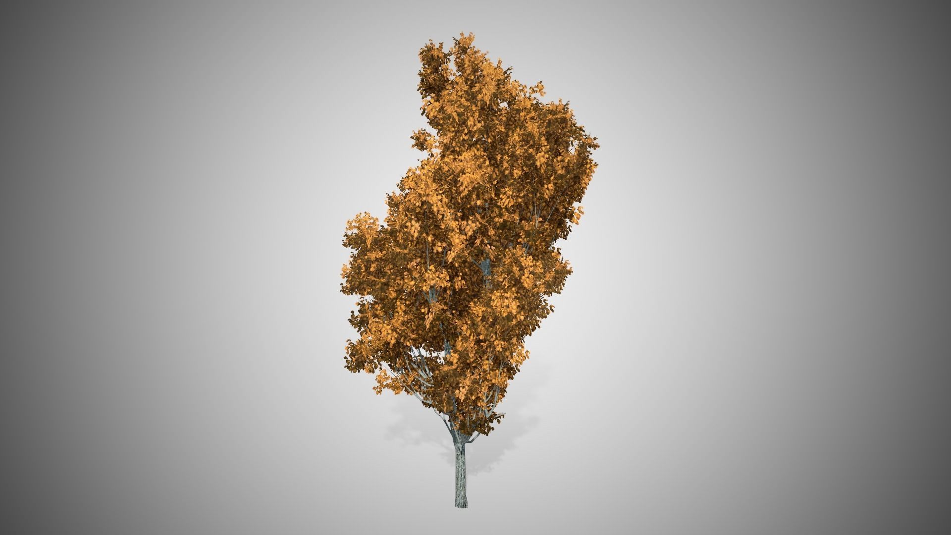 Cypress Oak Fall Tree Low-poly 3D model_1