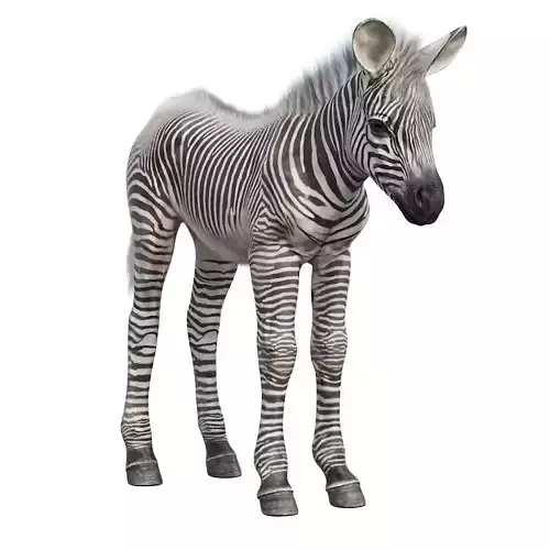 Baby zebra