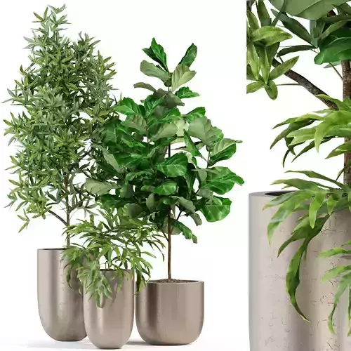 Plants collection 276 Fleurami ROYAL 