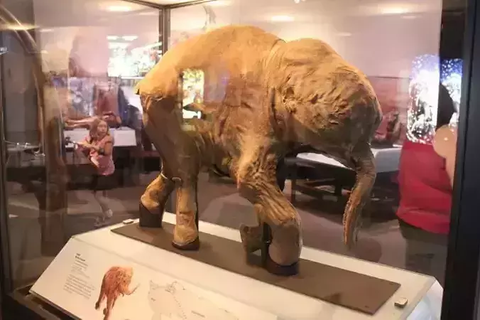Lyuba elephant in museum Free 3D print model