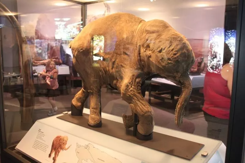 Lyuba elephant in museum Free 3D print model