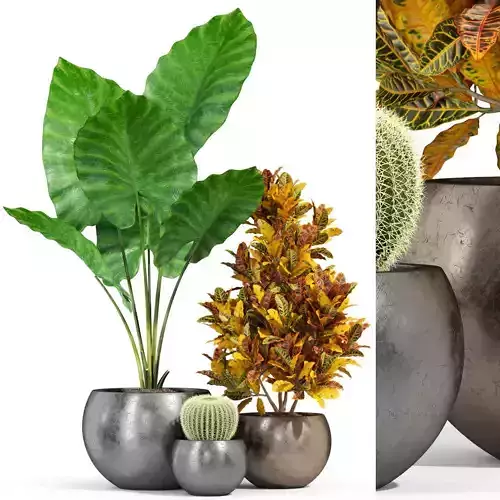 Plants collection 278 Fleurami ROYAL 