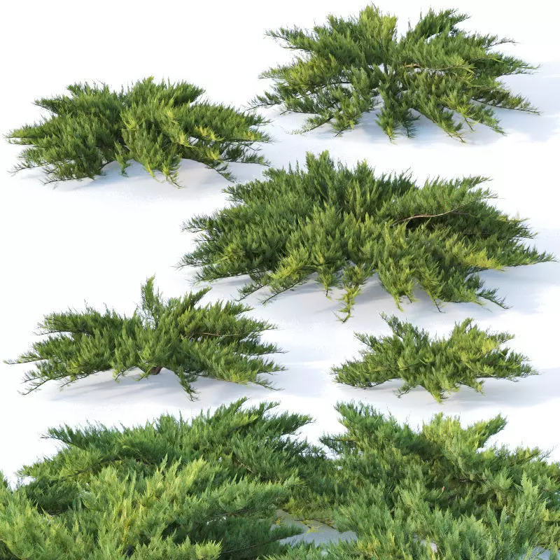 Juniperus sabina Nr1  Five bushes 3D model_0