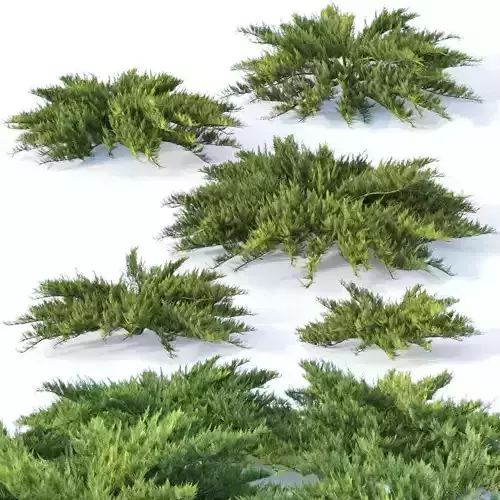 Juniperus sabina Nr1  Five bushes 3D model