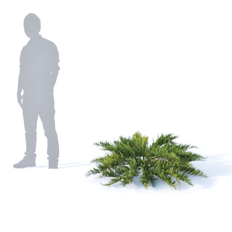 Juniperus sabina Nr1  Five bushes 3D model_1